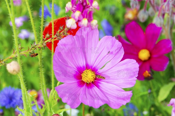 Cosmea bipinnata, pink flower with insects, bright summer colours in a garden, colourful flower meadow, Schwäbisch Gmünd, Baden-Württemberg, Germany