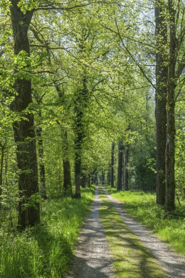 Field path in the floodplain of the Götzinger Achen, Tittmoning, Bavaria, Germany