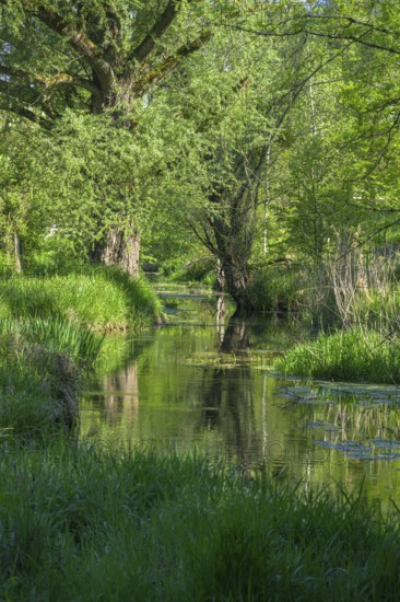 River Aulandschaft, Götzinger Achen, Tittmoning, Bavaria, Germany