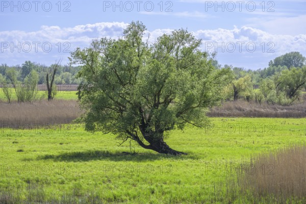 Oxbow lake and marshland with trees in Kopacki Rit nature park Park, Kopacevo, Osijek-Baranja County, Croatia