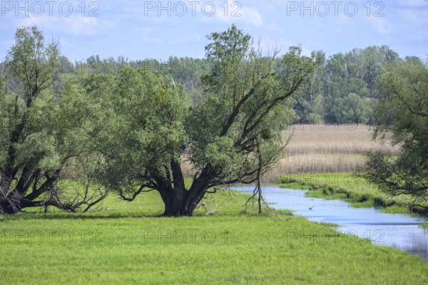 Oxbow lake and marshland with trees in Kopacki Rit nature park Park, Kopacevo, Osijek-Baranja County, Croatia