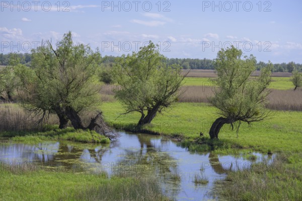 Oxbow lake and marshland with trees in Kopacki Rit nature park Park, Kopacevo, Osijek-Baranja County, Croatia