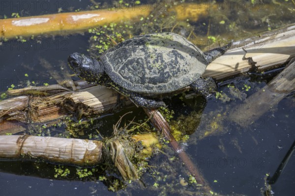European pond turtle (Emys orbicularis) in Kopacki Rit nature park Park, Kopacevo, Osijek-Baranja County, Croatia
