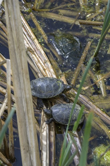 European pond turtle (Emys orbicularis) in Kopacki Rit nature park Park, Kopacevo, Osijek-Baranja County, Croatia