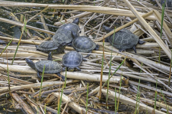 European pond turtle (Emys orbicularis) in Kopacki Rit nature park Park, Kopacevo, Osijek-Baranja County, Croatia