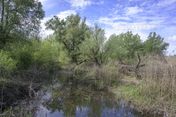 Oxbow lake with alluvial forest in Kopacki Rit nature park Park, Kopacevo, Osijek-Baranja County, Croatia