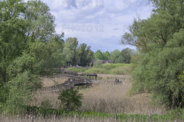 Jetty in the Kopacki Rit nature park Park, Kopacevo, Osijek-Baranja County, Croatia