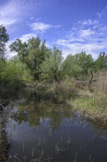 Oxbow lake with alluvial forest in Kopacki Rit nature park Park, Kopacevo, Osijek-Baranja County, Croatia