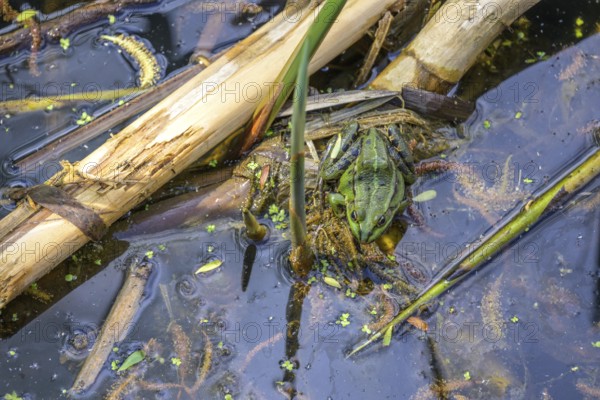 Edible Frog (Pelophylax cl. esculentus) in Kopacki Rit nature park Park, Kopacevo, Osijek-Baranja County, Croatia