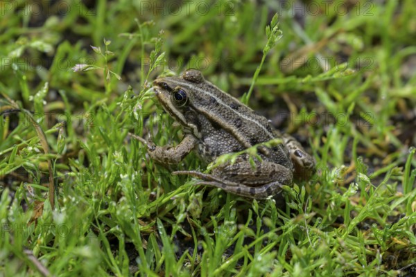 Grass frog (Rana temporaria) in Kopacki Rit nature park Park, Kopacevo, Osijek-Baranja County, Croatia