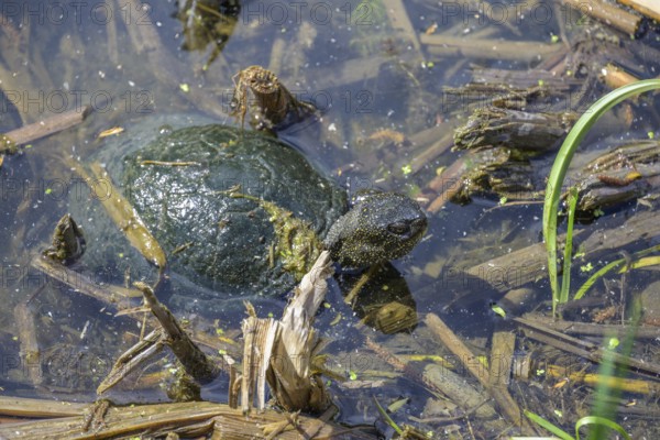 European pond turtle (Emys orbicularis) in Kopacki Rit nature park Park, Kopacevo, Osijek-Baranja County, Croatia