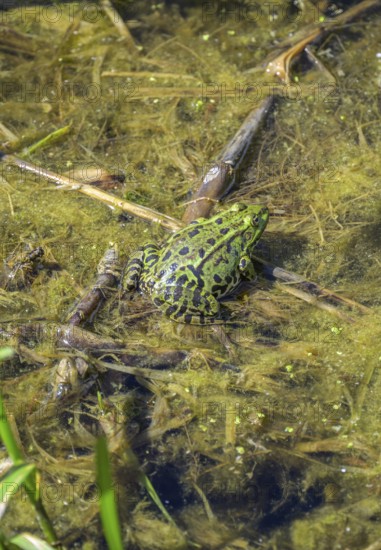 Edible Frog (Pelophylax cl. esculentus) in Kopacki Rit nature park Park, Kopacevo, Osijek-Baranja County, Croatia