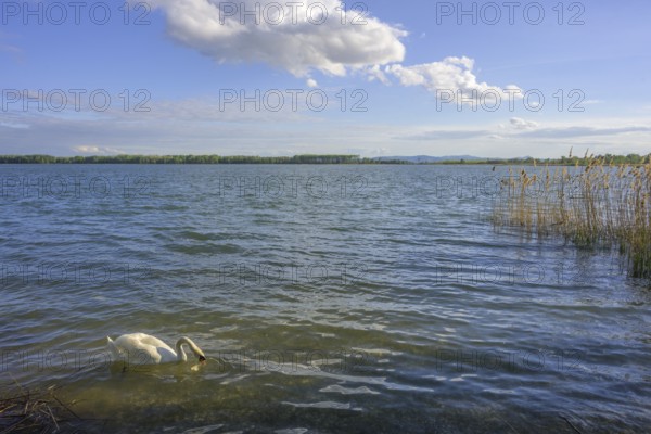 Swan on Drava reservoir, Prelog, Medimurje County, Croatia