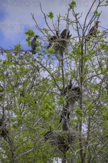 Colony of cormorants (Phalacrocorax carbo) on trees in Kopacki Rit nature park Park, Kopacevo, Osijek-Baranja County, Croatia