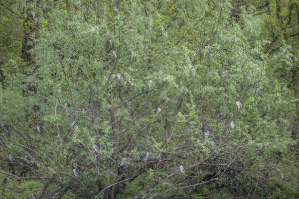 Colony of night herons (Nycticorax nycticorax) in Kopacki Rit nature park Park, Kopacevo, Osijek-Baranja County, Croatia