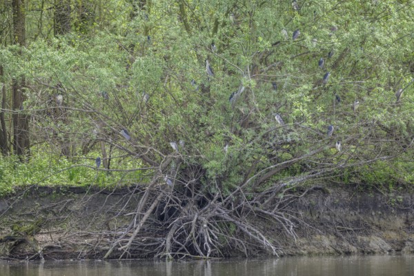 Colony of night herons (Nycticorax nycticorax) in Kopacki Rit nature park Park, Kopacevo, Osijek-Baranja County, Croatia
