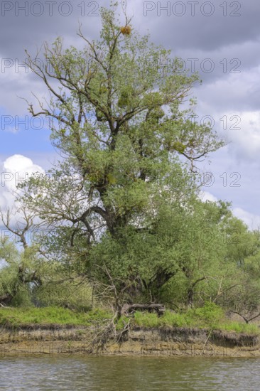 Trees at an oxbow lake in Kopacki Rit nature park Park, Kopacevo, Osijek-Baranja County, Croatia