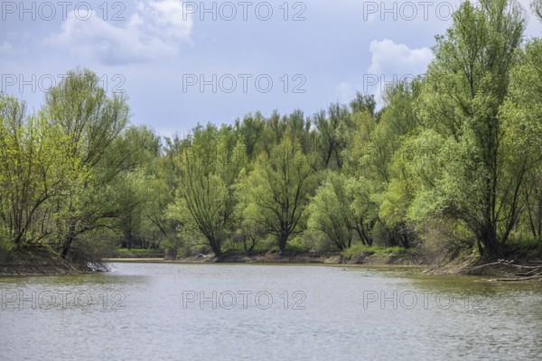 Boat tour through the oxbow lake in Kopacki Rit nature park Park, Kopacevo, Osijek-Baranja County, Croatia