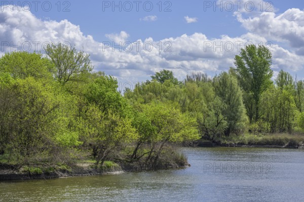 Sakadas Lake in Kopacki Rit nature park Park, Kopacevo, Osijek-Baranja County, Croatia