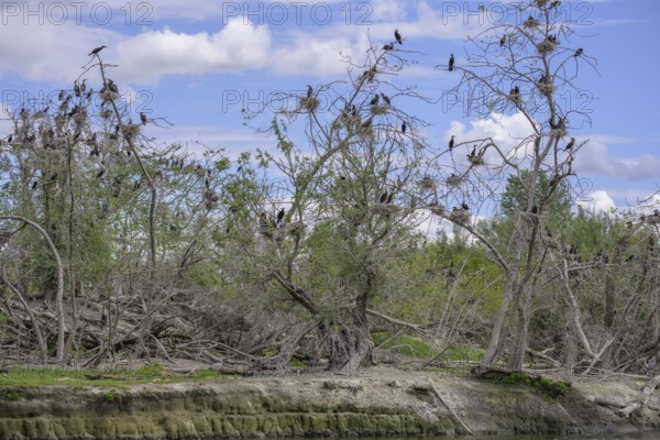Colony of cormorants (Phalacrocorax carbo) on trees in Kopacki Rit nature park Park, Kopacevo, Osijek-Baranja County, Croatia
