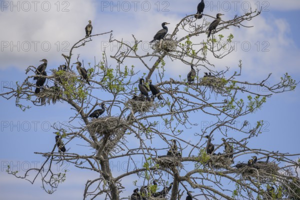 Colony of cormorants (Phalacrocorax carbo) on trees in Kopacki Rit nature park Park, Kopacevo, Osijek-Baranja County, Croatia