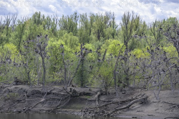 Colony of cormorants (Phalacrocorax carbo) on trees in Kopacki Rit nature park Park, Kopacevo, Osijek-Baranja County, Croatia