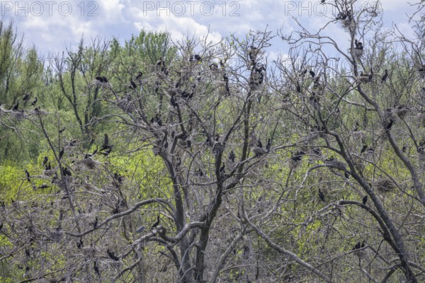 Colony of cormorants (Phalacrocorax carbo) on trees in Kopacki Rit nature park Park, Kopacevo, Osijek-Baranja County, Croatia