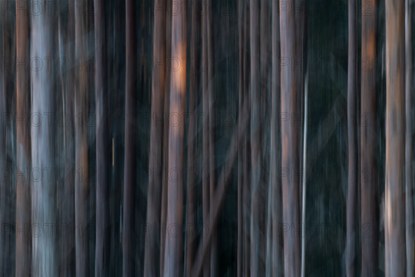 Pine forest, wipe-clean image, Åland, Åland Islands, Finland