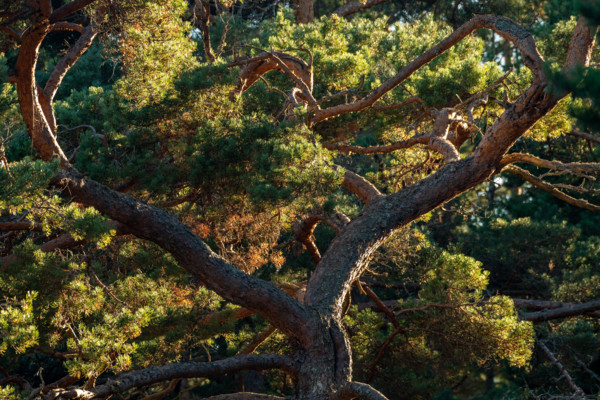 Crown of a mighty old pine tree, Åland, Åland Islands, Finland