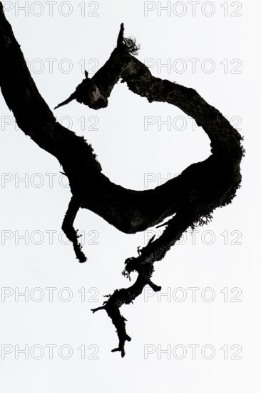 Silhouette of a gnarled branch, Åland, Åland Islands, Finland