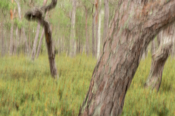 Pine forest, wipe-clean image, Åland, Åland Islands, Finland