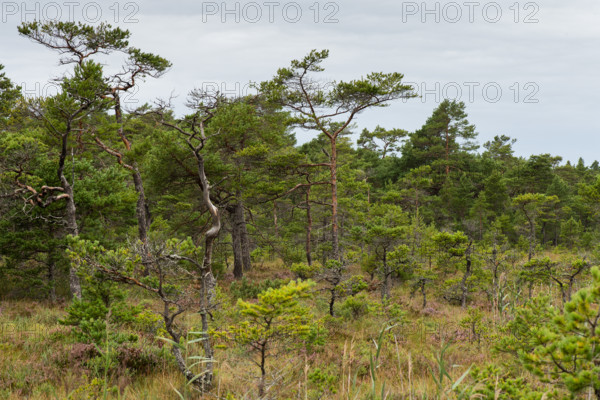Pine forest in a marshland, Åland, Åland Islands, Finland
