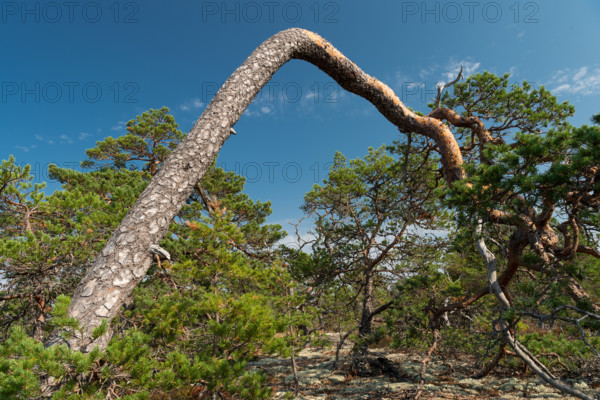Gnarled, wind-bent pine tree, Getaberg, Geta, Åland, Åland Islands, Finland