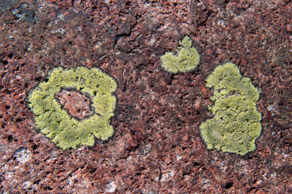 Yellowish-green lichen on a granite rock, Getaberg, Geta, Åland, Åland Islands, Finland