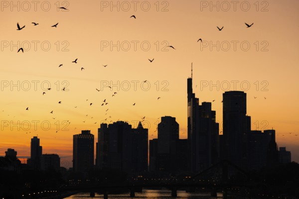 A flock of birds flies over the Frankfurt banking skyline in the evening shortly after sunset, Osthafen, Frankfurt am Main, Hesse, Germany