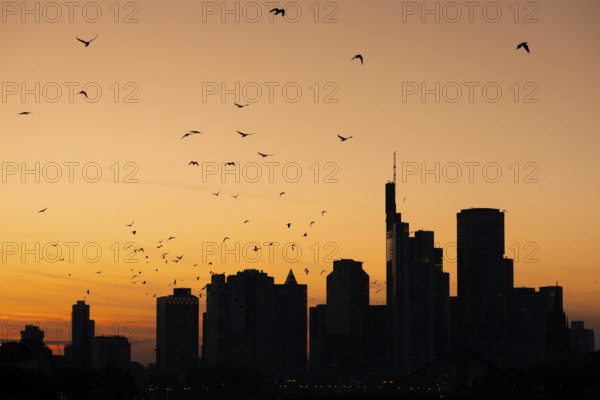 A flock of birds flies over the Frankfurt banking skyline in the evening shortly after sunset, Osthafen, Frankfurt am Main, Hesse, Germany