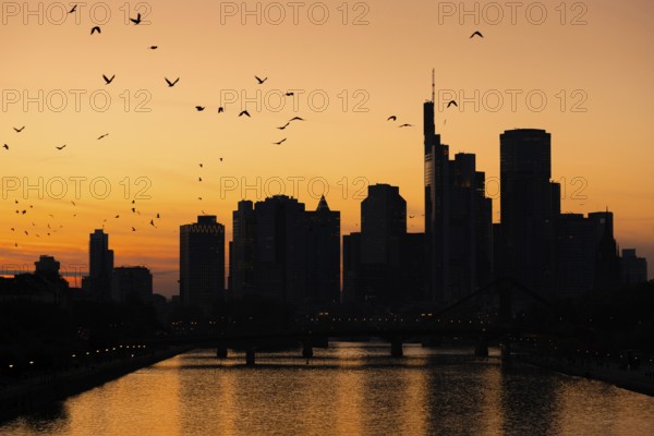 A flock of birds flies over the Frankfurt banking skyline in the evening shortly after sunset, Osthafen, Frankfurt am Main, Hesse, Germany