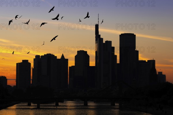A flock of birds flies over the Frankfurt banking skyline in the evening shortly after sunset, Osthafen, Frankfurt am Main, Hesse, Germany