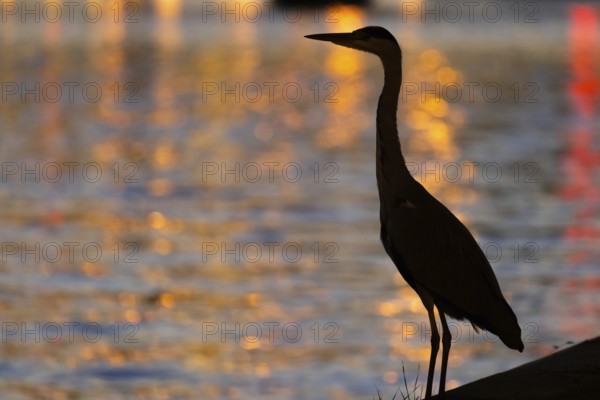 The silhouette of a heron is silhouetted against the water of the Main, reflecting the lights of the Frankfurt bank skyline, Mainufer, Frankfurt am Main, Hesse, Germany