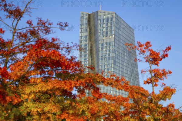 The European Central Bank (ECB) in Frankfurt am Main stands out from the autumnal, colourful trees on the banks of the Main, Weseler Werft, Frankfurt am Main, Hesse, Germany
