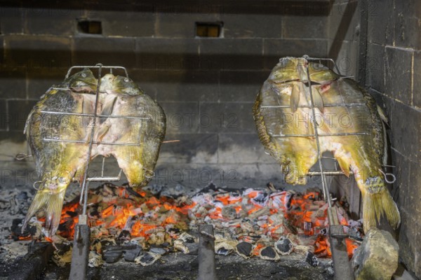 Carp roasting over an open charcoal fire in the Josic restaurant in the cellar alley, Zmajevac, Osijek-Baranja County, Croatia