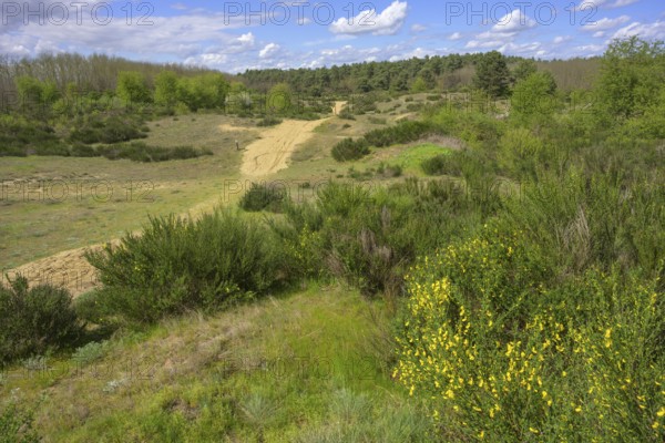 Flowering gorse in the Ðurdevacki pjesci nature reserve, Ðurdevac, Koprivnica-Križevc County, Croatia
