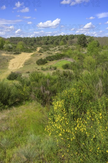 Flowering gorse in the Ðurdevacki pjesci nature reserve, Ðurdevac, Koprivnica-Križevc County, Croatia