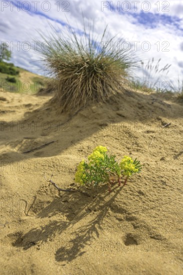 Sand dune in the Ðurdevacki pjesci nature reserve, Ðurdevac, Koprivnica-Križevc County, Croatia