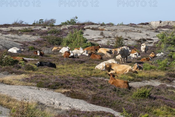 Cows, Ramsvik, Naturreservat Ramsviklandet, Bohuslän, Skagerrak, Sotenäs, Västra Götalands län, Sweden