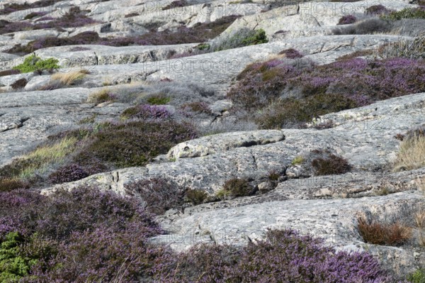 Heather, Bohus granite, Ramsvik, Ramsviklandet nature reserve, archipelago, Bohuslän, Skagerrak, Sotenäs, Västra Götalands län, Sweden
