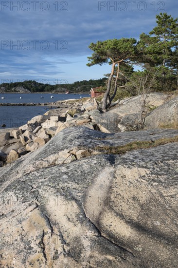 Rocky coast with pine trees and falun red boathouse, Resö Island, Bohuslän, Skagerrak, Sotenäs, Västra Götalands län, Sweden