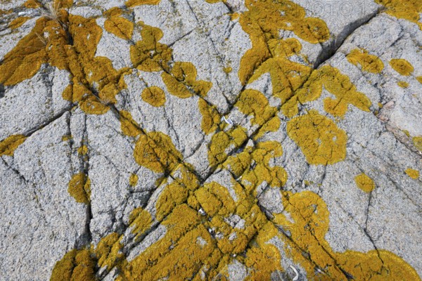 Yellowish lichen on a furrowed granite rock, Resö Island, Bohuslän, Skagerrak, Sotenäs, Västra Götalands län, Sweden