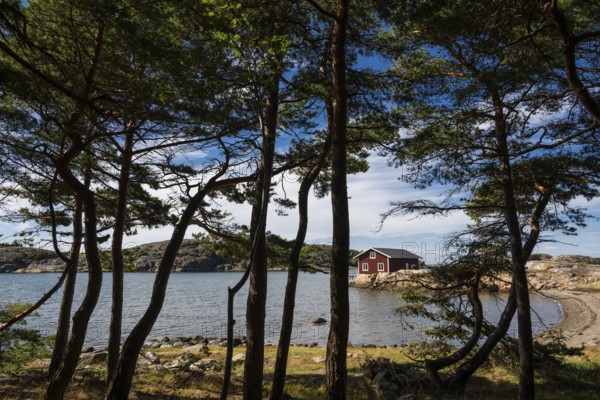Pine forest and falun red house, Resö island, Bohuslän, Skagerrak, Sotenäs, Västra Götalands län, Sweden