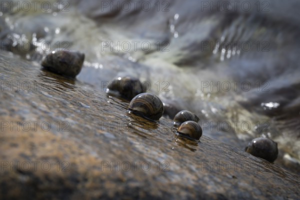 Sea snails on a rock in the surf, Resö Island, Bohuslän, Skagerrak, Sotenäs, Västra Götalands län, Sweden